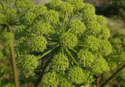 19 nya vilda växtarter prioriteras i Norden – viktiga för klimatanpassningen av jordbruket