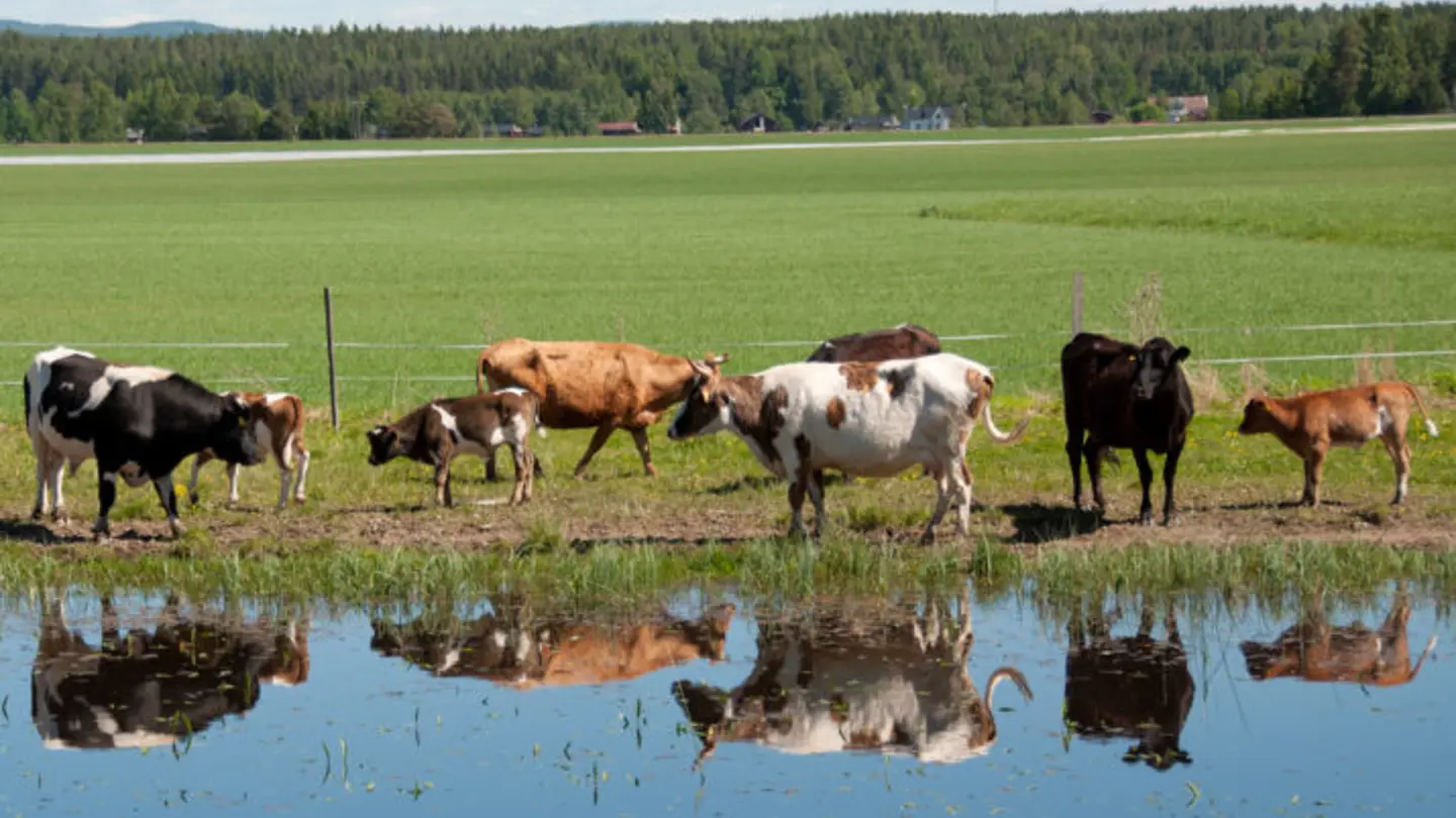 Several cows and calves by the water.