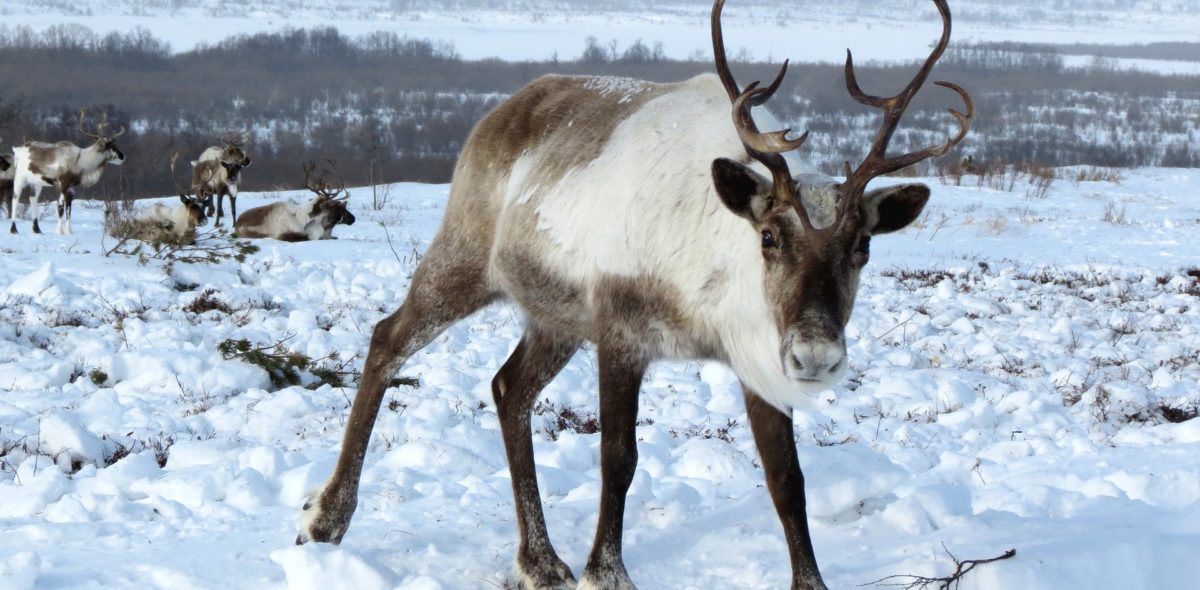En vit och grå ren med stora horn tittar mot kameran från ett snötäckt nordligt landskap.