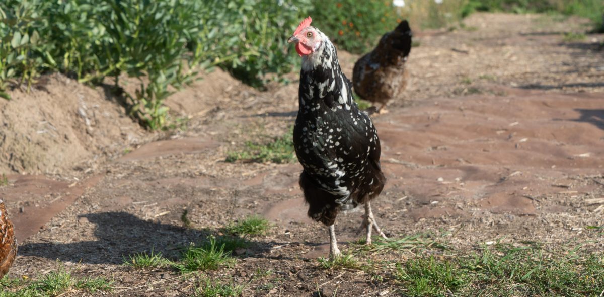 A rooster of the breed "Skånsk blommehöna" is walking on a gravel road towards the camera.