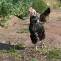 A rooster of the breed "Skånsk blommehöna" is walking on a gravel road towards the camera.