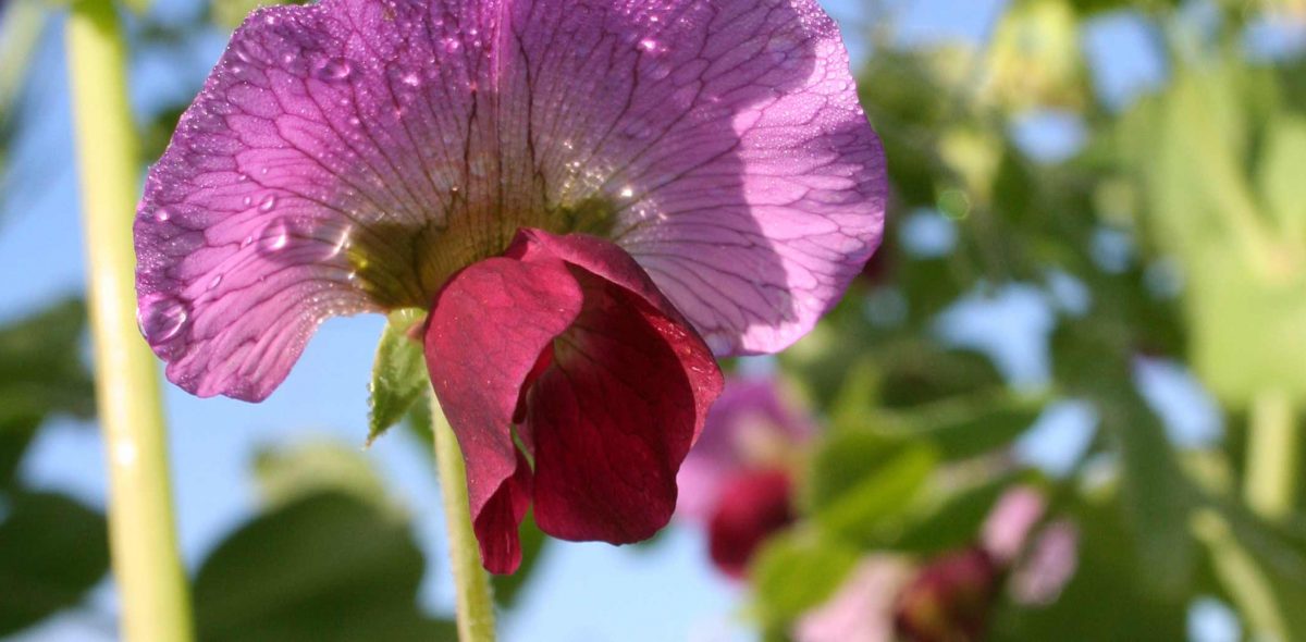 Close up on a pink and purple pea flower.