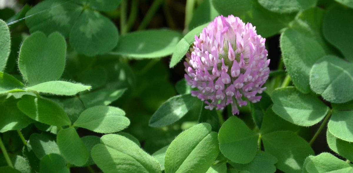 Green leaves of red clover leaves and a flower