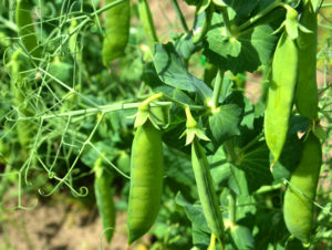 NordGen's 'Sumo' is a pea variety from Denmark