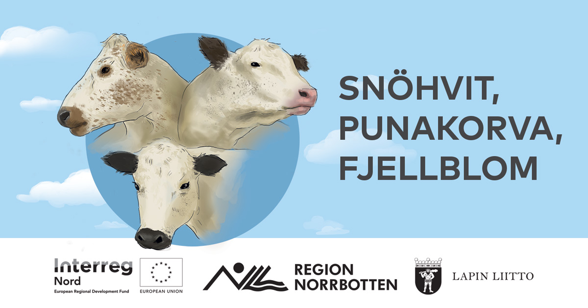 Banner with an illustration of nordic mountain cattle and their names snöhvit fjellblom and punakorva