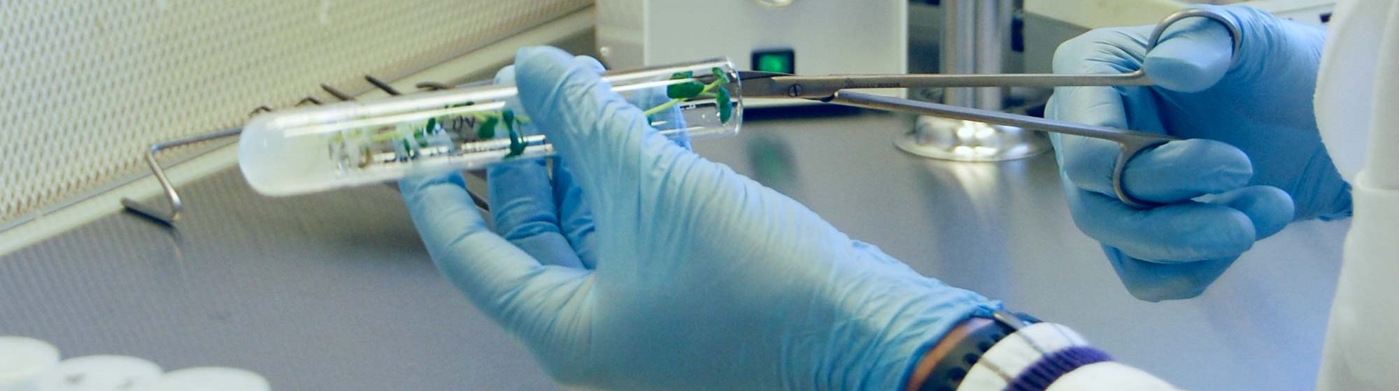 NordGens medarbetare på in vitro laboratoriet flyttar en potatisklon från ett provrör med handskbeklädda händer.