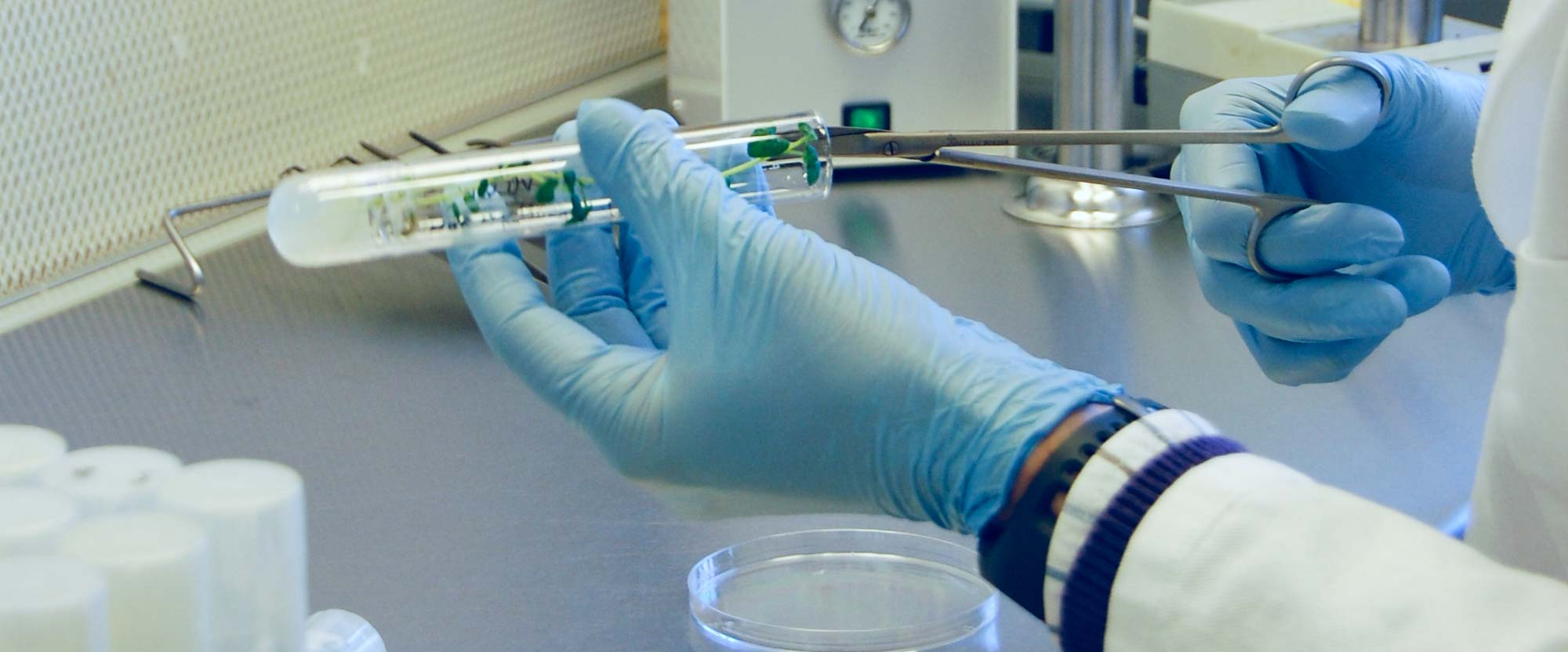 NordGens medarbetare på in vitro laboratoriet flyttar en potatisklon från ett provrör med handskbeklädda händer.