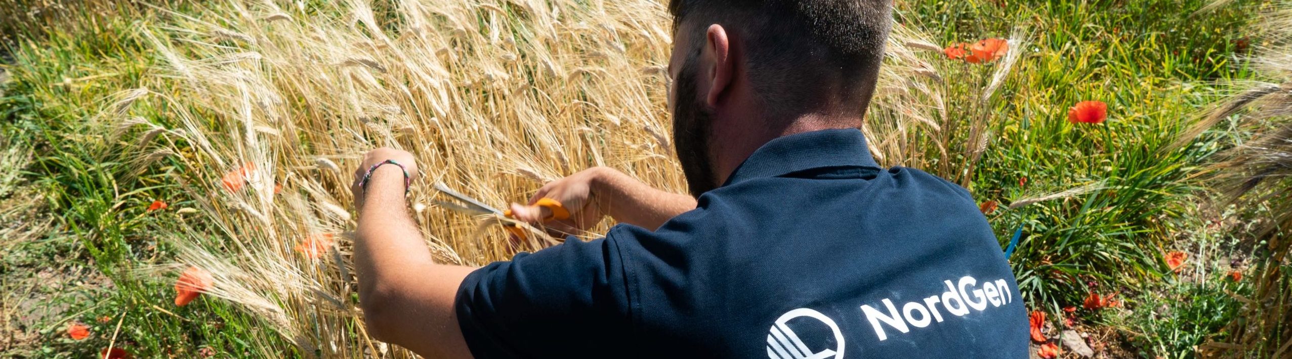 Medarbetare på NordGen klipper korn med sax på ett fält.