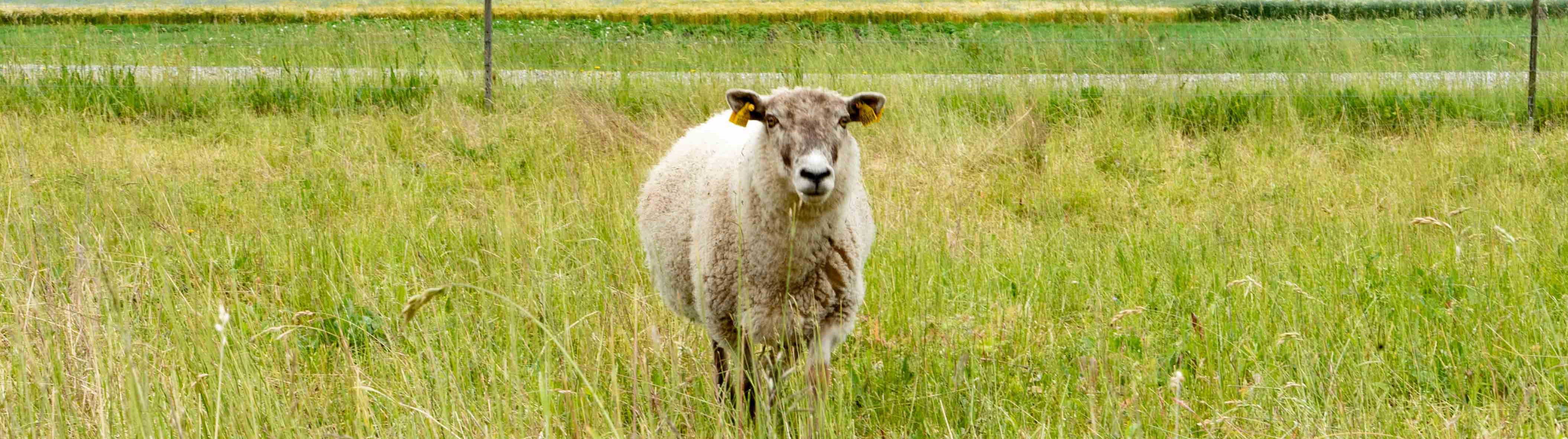 Sheep of the Danish breed Klitfår looking into the camera at a green meadow.