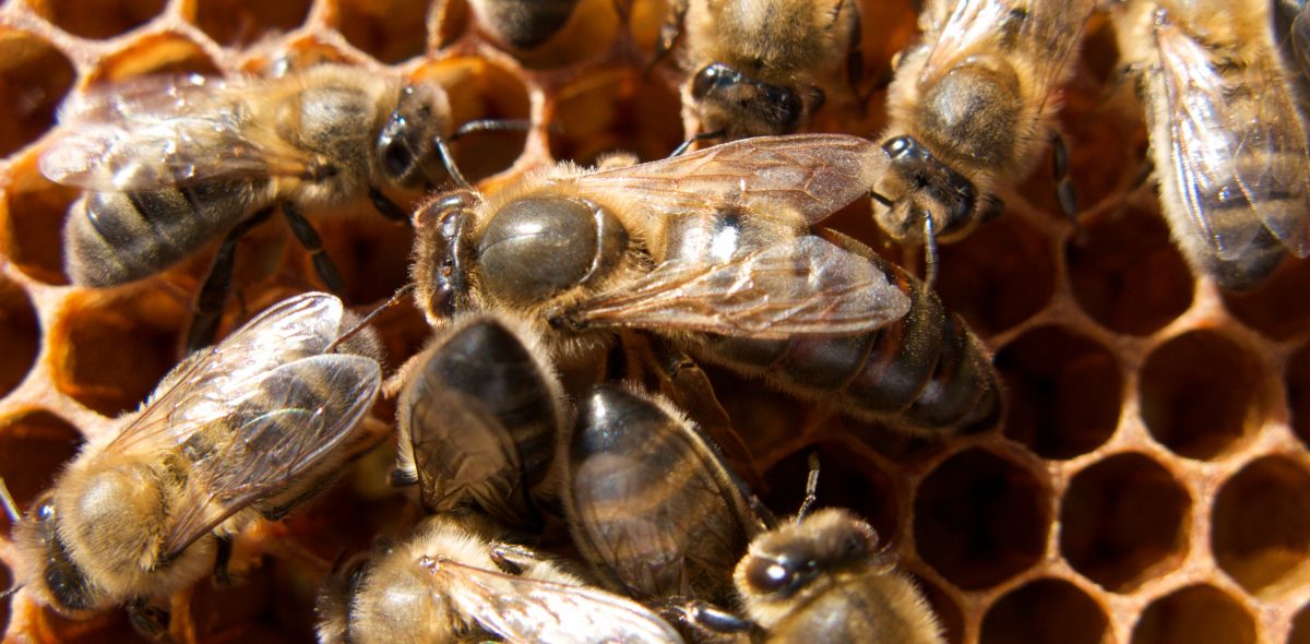 Flera bin kryper omkring på en vaxkaka.