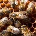 Flera bin kryper omkring på en vaxkaka.