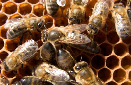 Mehiläiset työnteossa