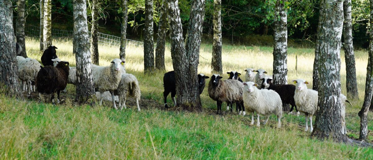 klövsjö-rodun lampaita koivujen luona. Etu-alalla ruohoa