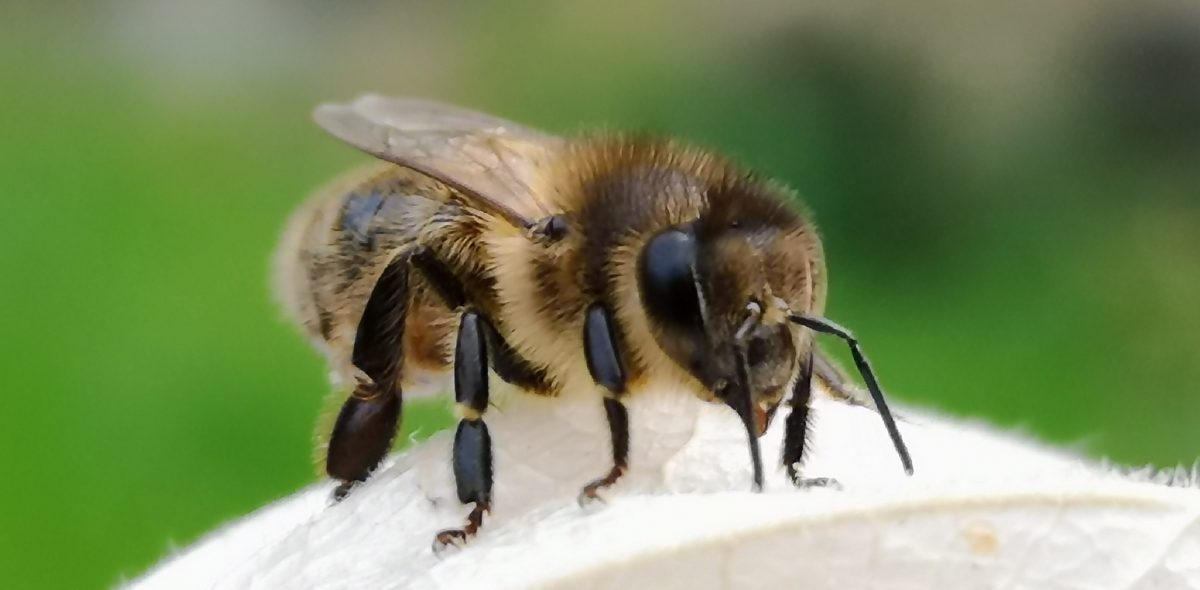 Close up of a Nordic brown bee