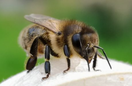 Close up of a Nordic brown bee