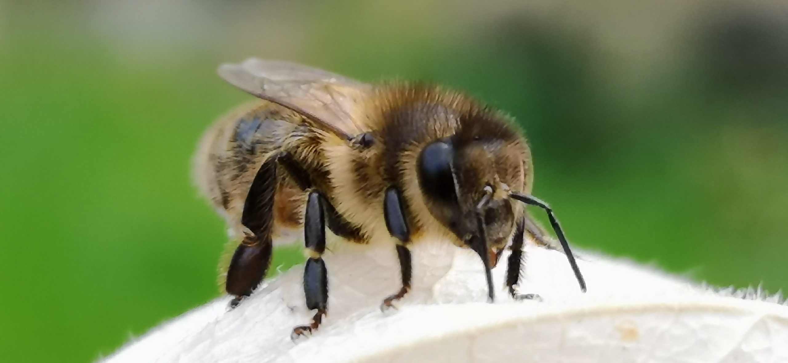 Brown Bee - bee breed