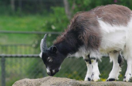 Icelandic goat