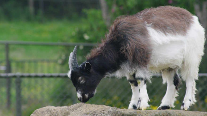 Icelandic goat