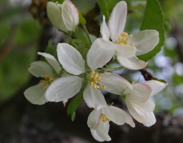 Closeup of apple bloom
