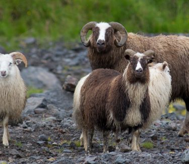 leader sheep, Iceland