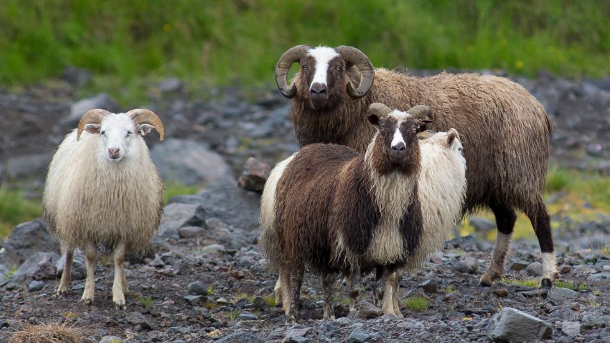 Three leader sheep in brown and white colours looking into the camera.