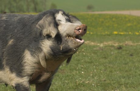 Danish pig
