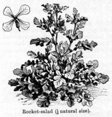 Black-and-white drawing of a rocket plant.