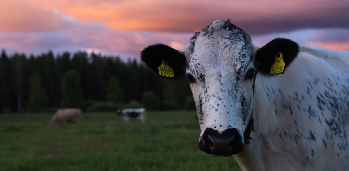 1600-anna-lehtinen-nordic-transboundary-cattle-photo-competition