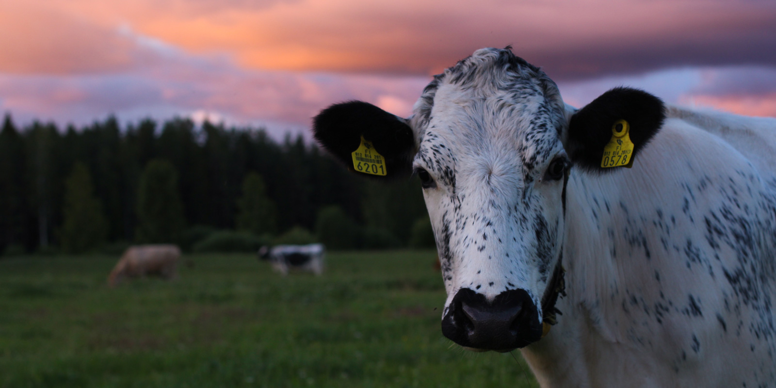 Black and white cow looking into the camera on field at sunset