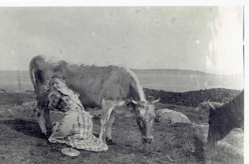 Old black and white photo of woman milking a Faroese cattle