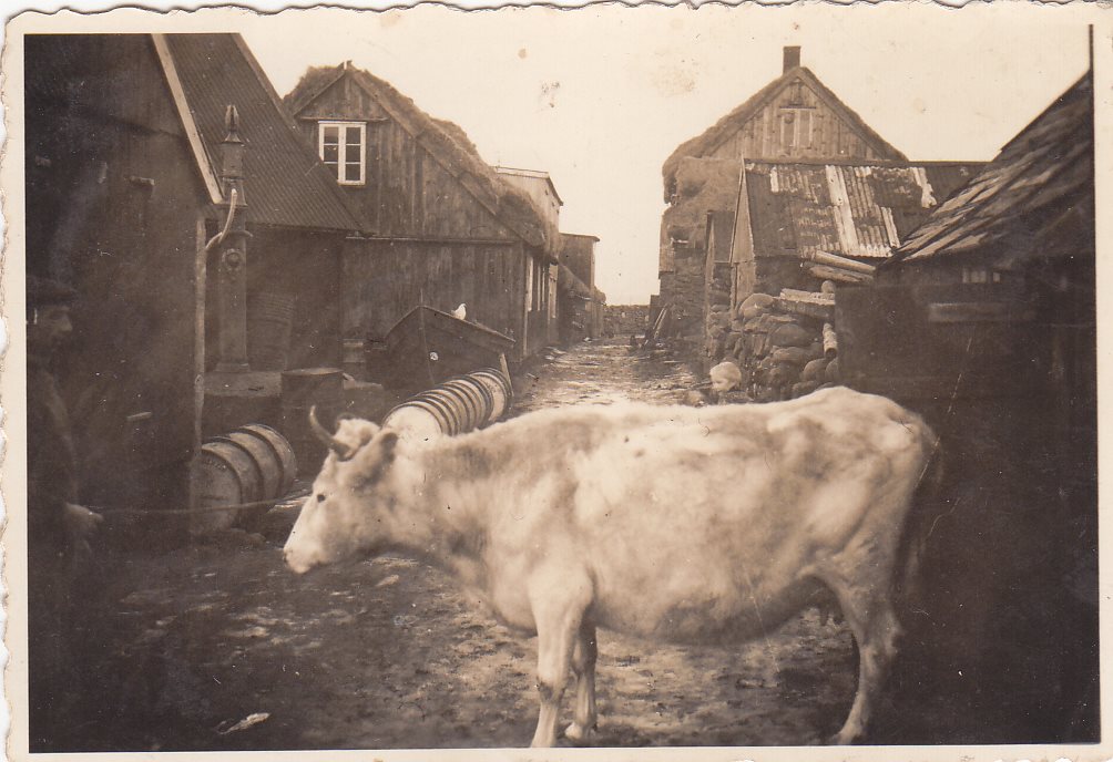Old black and white photo of a animal standing on a street with old wooden houses in the background