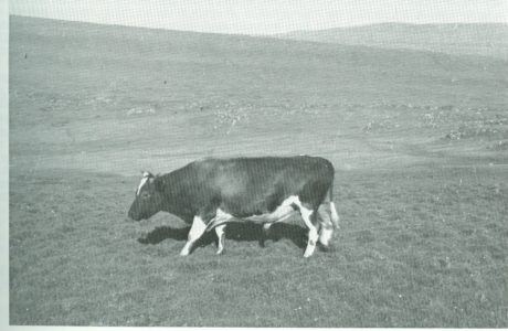 Black and white image of faroese cattle cow on a field