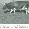 Svartvit tidningsbild på en Färöisk ko som betar