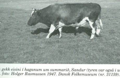 Svartvit tidningsbild på en Färöisk ko som betar