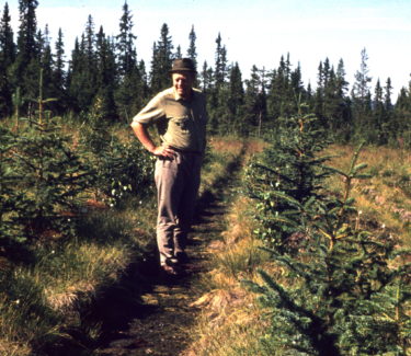 Man standing in a spruce plantation. Photo taken in 1971.
