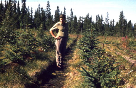 Man standing in a spruce plantation. Photo taken in 1971.