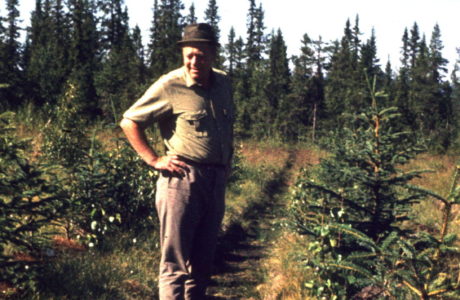 Man står i en plantering av sitkagran. Bilden är tagen 1971.