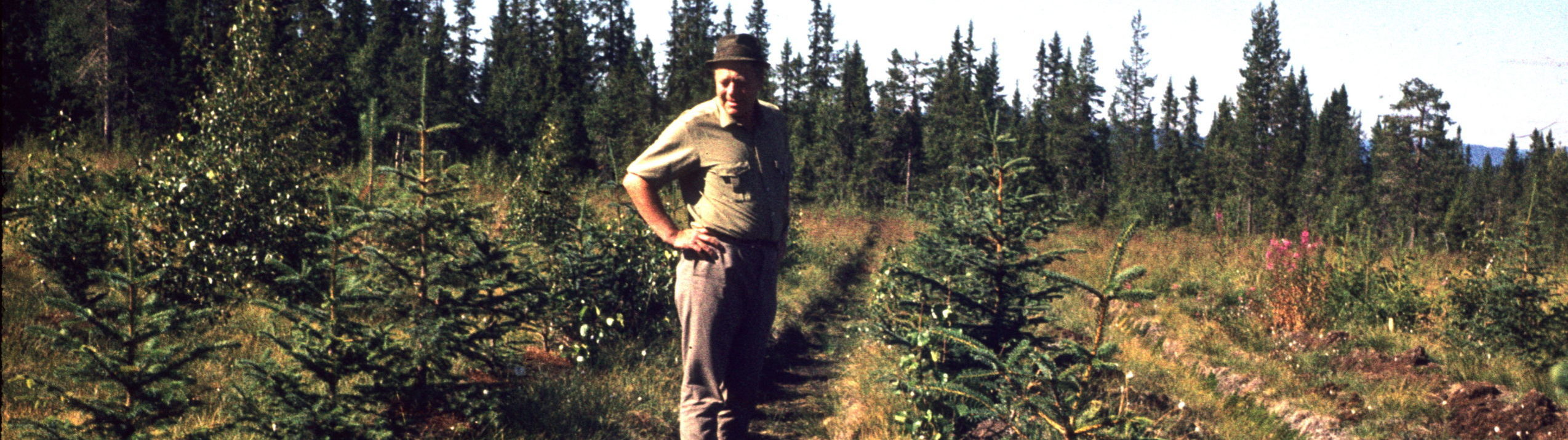 Man står i en plantering av sitkagran. Bilden är tagen 1971.