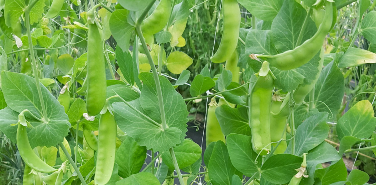 Image of peas that were characterizerizes