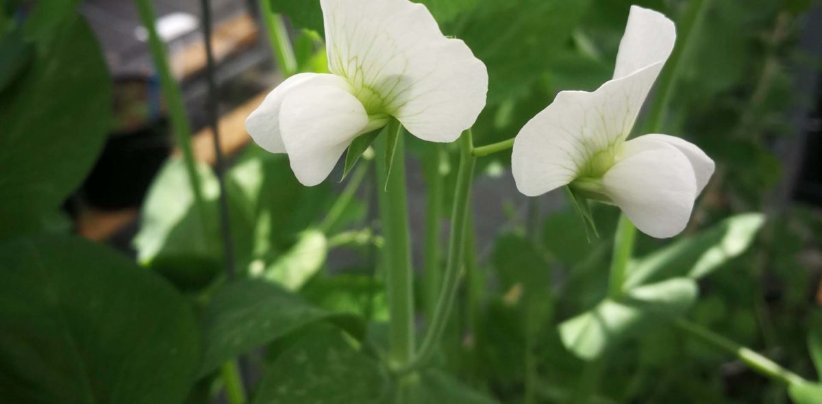 White pea flower