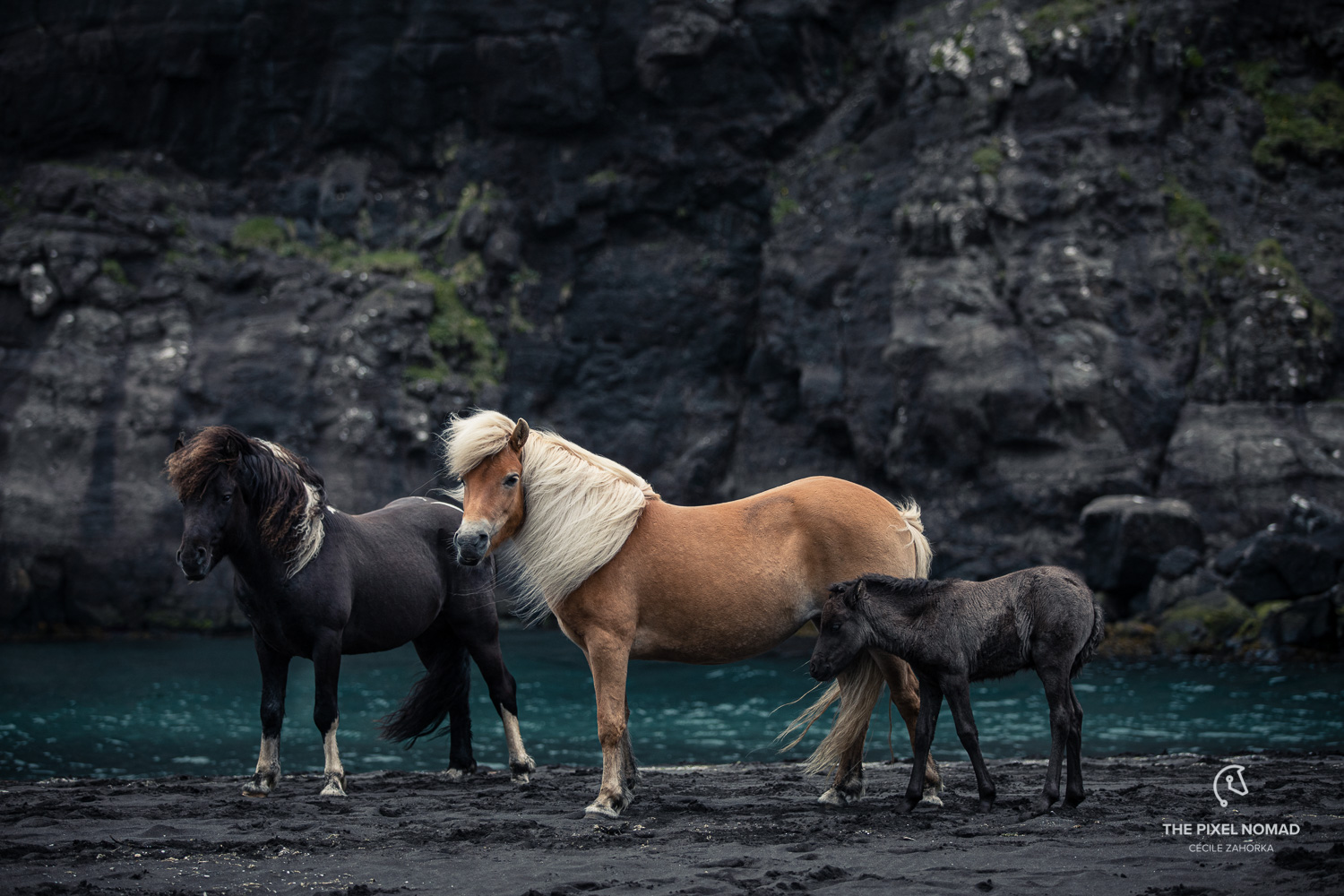 Three faroese ponies standing against a dark backdrop