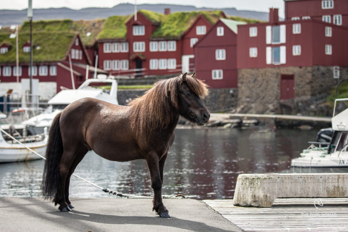 Faroese horse standing next to water. Old red wooden houses in the background