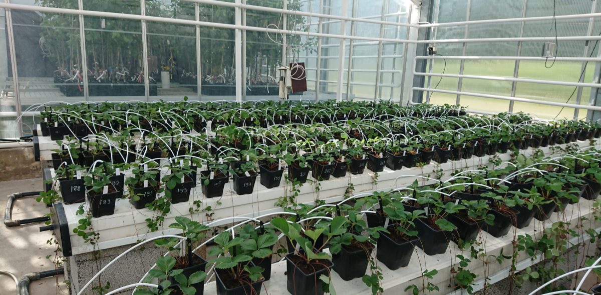 Rows of strawberry plants in a greenhouse.