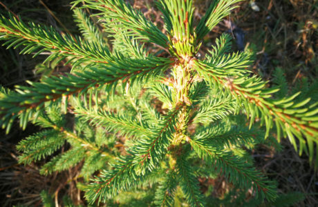Close-up on a small spruce plant