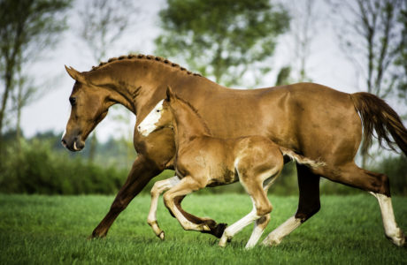 Frederiksborg horse