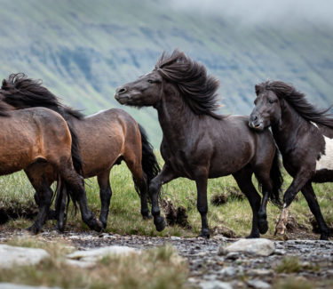 A group of horses running in a foggy landscape