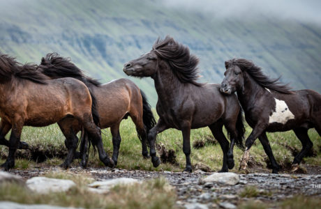 A group of horses running in a foggy landscape
