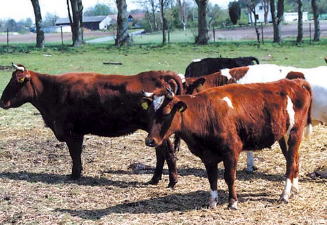 agersökvaeg cattle Stig Benzon