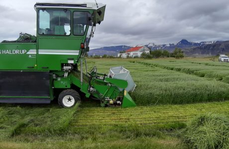 Combine harvester at a field with perennial ryegrass