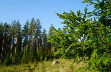 Closeup of small spruce plant in the foreground with a spruce forest in the background.